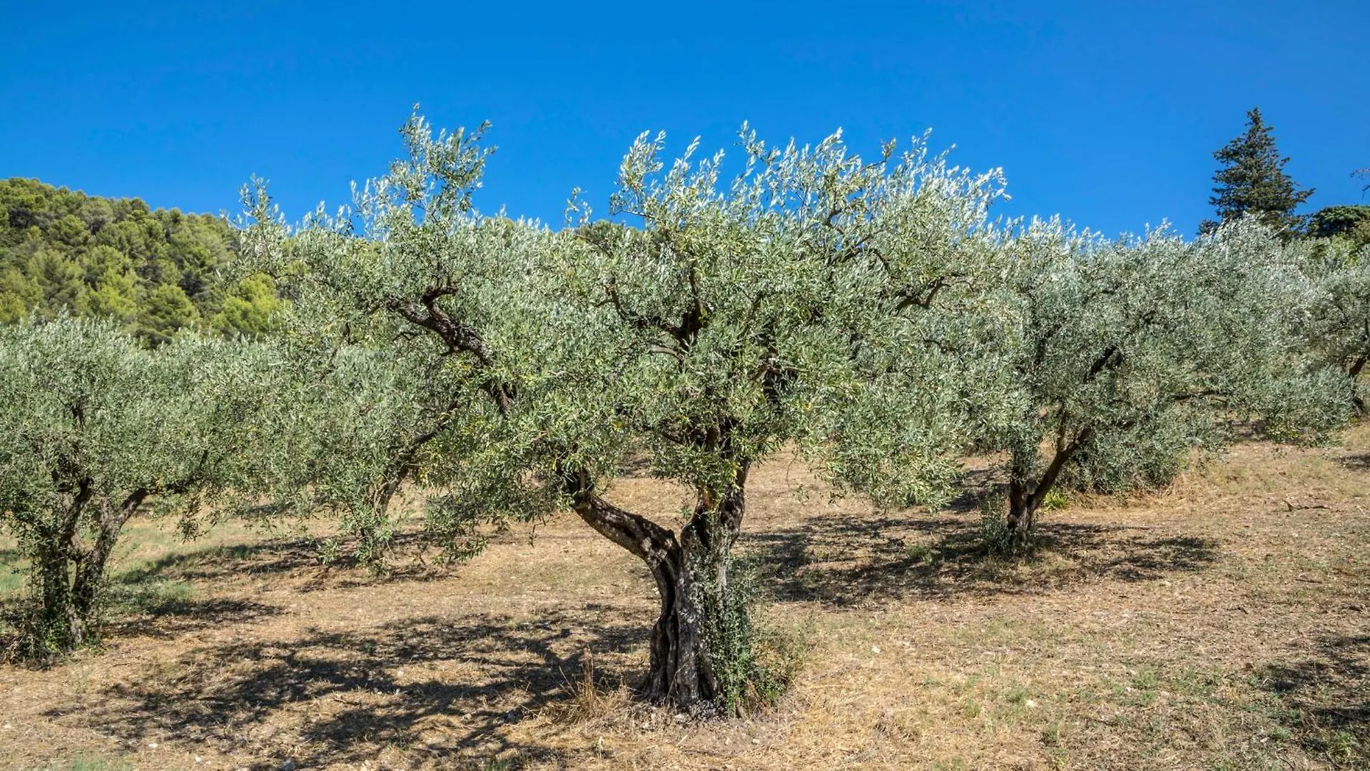 Holiday home Maison Tendance Avec Jardin, Centre Village, Alpilles, Familles Eyragues
